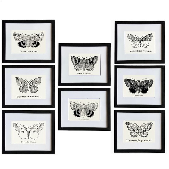 8 Framed Butterfly Prints